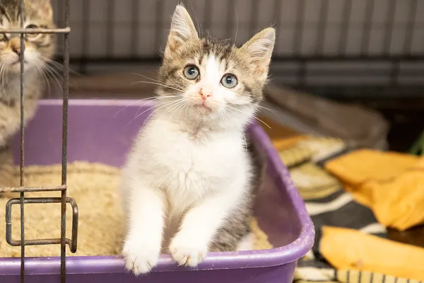 Znaleziono kota, Sosnowiec, 17 czerwca 2024 (1/3)