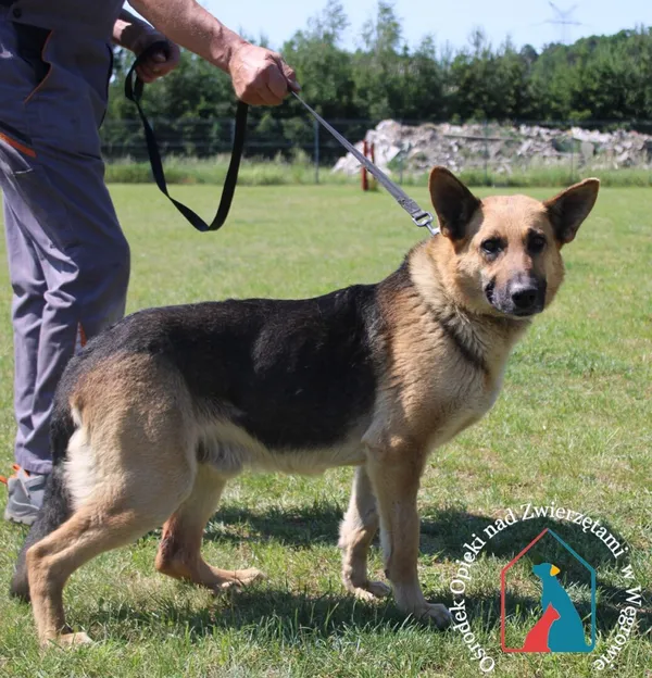 Pies do adopcji, Węgrowo, 27 maja 2024