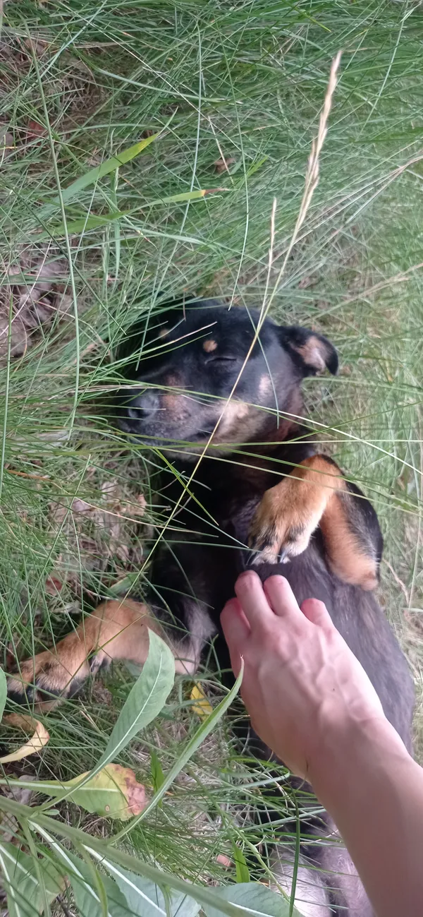 Znaleziono psa, Wielgie, 19 czerwca 2024 (2/2)