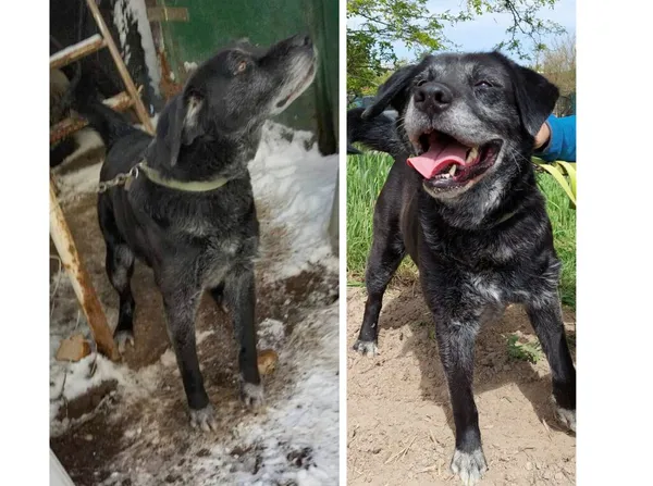 Pies do adopcji, Przyborówko, 22 września 2025 (1/5)