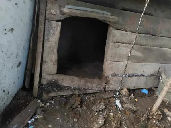 Pies do adopcji, Przyborówko, 22 września 2025 (2/5)