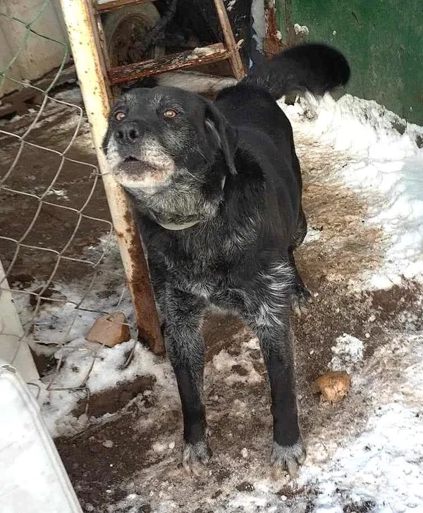 Pies do adopcji, Przyborówko, 22 września 2025 (3/5)