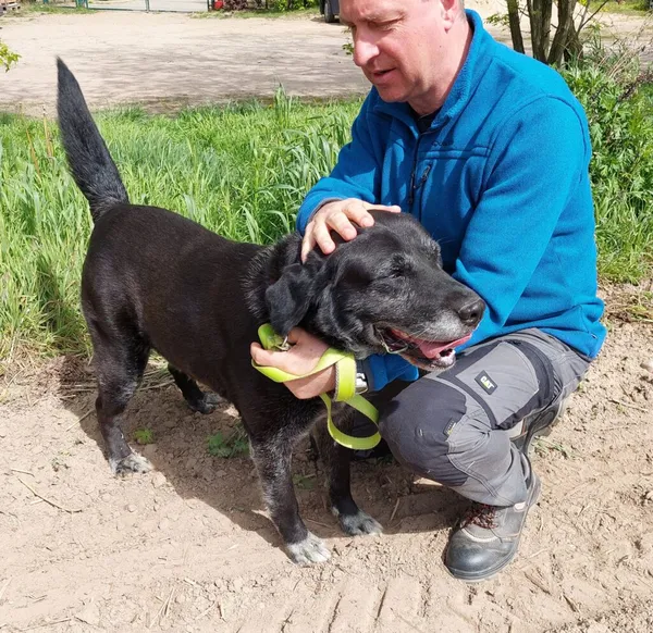 Pies do adopcji, Przyborówko, 22 września 2025 (4/5)