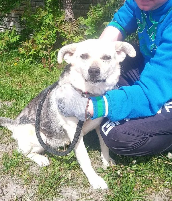 Pies do adopcji, Przyborówko, 19 czerwca 2024 (1/3)