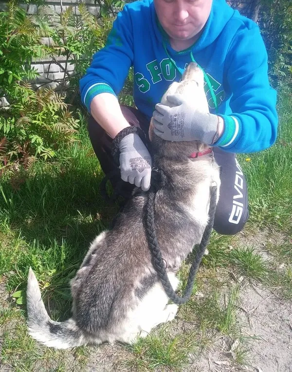 Pies do adopcji, Przyborówko, 19 czerwca 2024 (2/3)