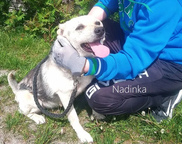 Pies do adopcji, Przyborówko, 19 czerwca 2024 (3/3)