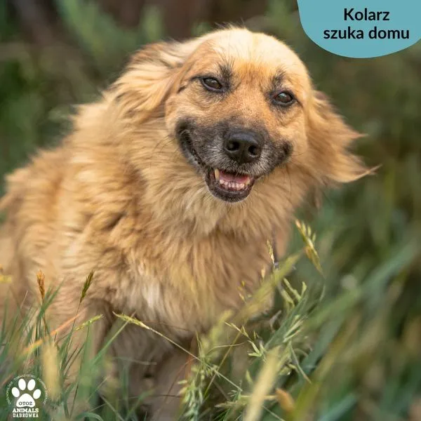 Pies do adopcji, Dąbrówka, 19 czerwca 2024 (2/5)