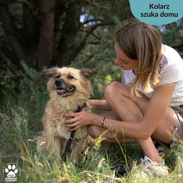 Pies do adopcji, Dąbrówka, 19 czerwca 2024 (4/5)