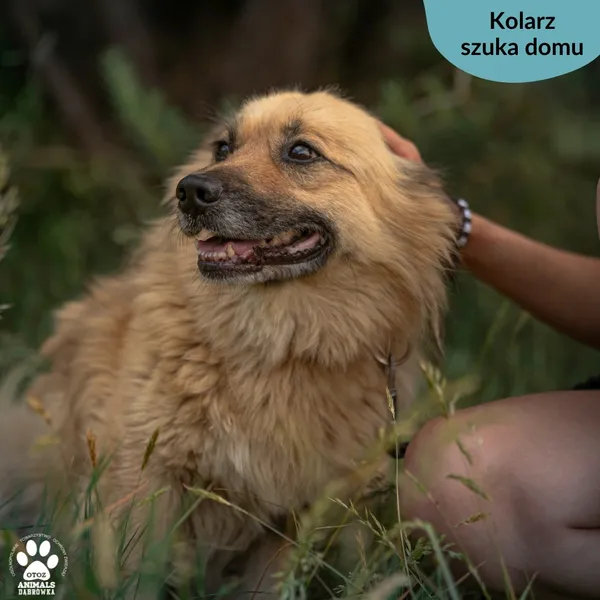 Pies do adopcji, Dąbrówka, 19 czerwca 2024 (5/5)