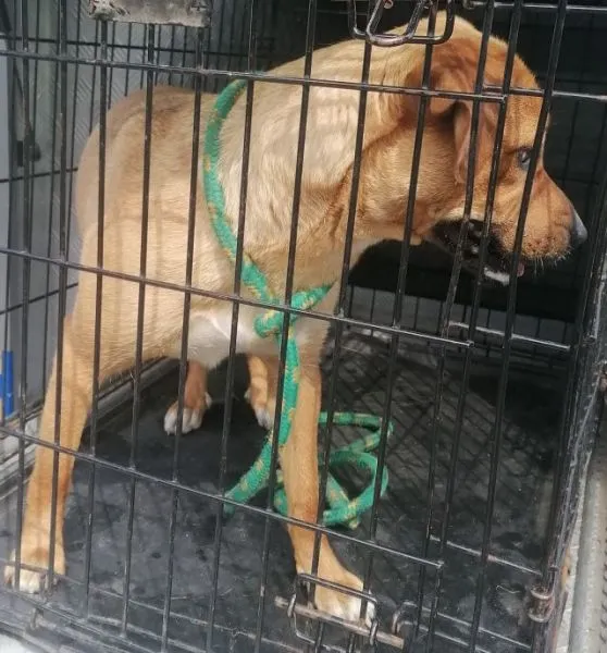 Znaleziono psa, Radom, 18 czerwca 2024