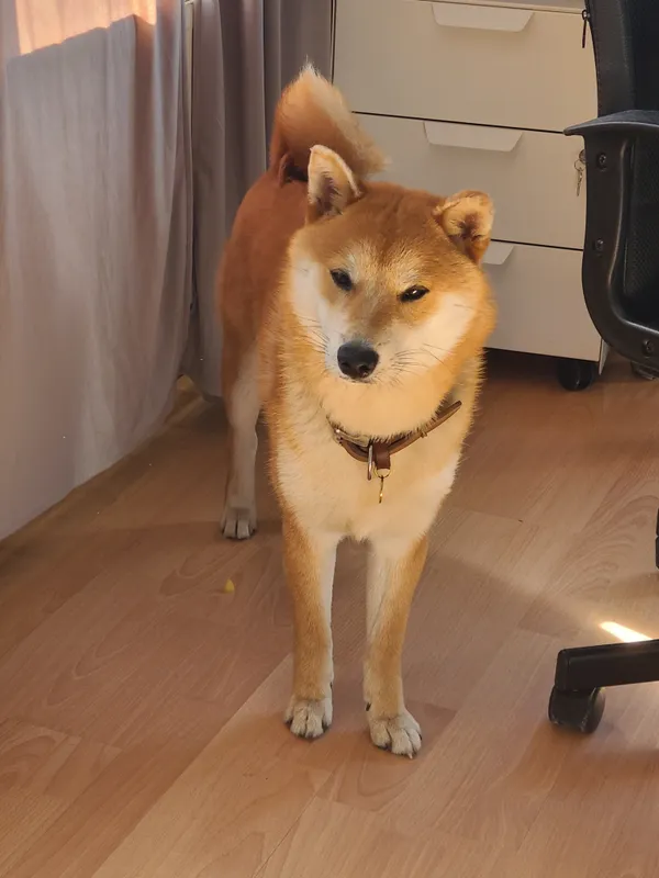 Zaginął pies, Wrocław, Klecina, 20 czerwca 2024 (1/2)