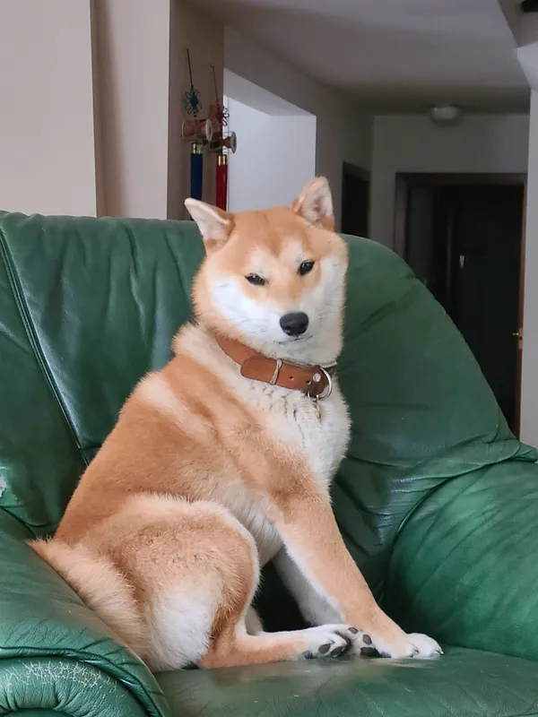 Zaginął pies, Wrocław, Klecina, 20 czerwca 2024 (2/2)