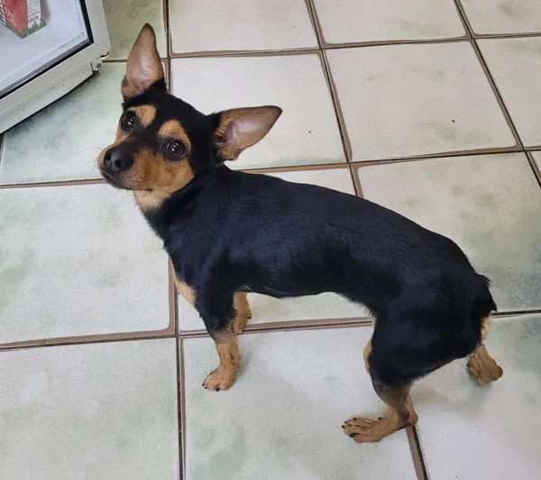 Znaleziono psa, Łódź, 17 czerwca 2024 (3/4)