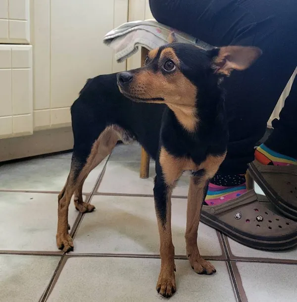 Znaleziono psa, Łódź, 17 czerwca 2024 (4/4)