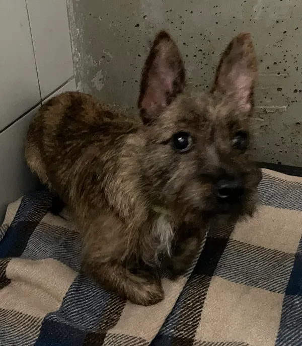 Znaleziono psa, Lublin, 20 czerwca 2024