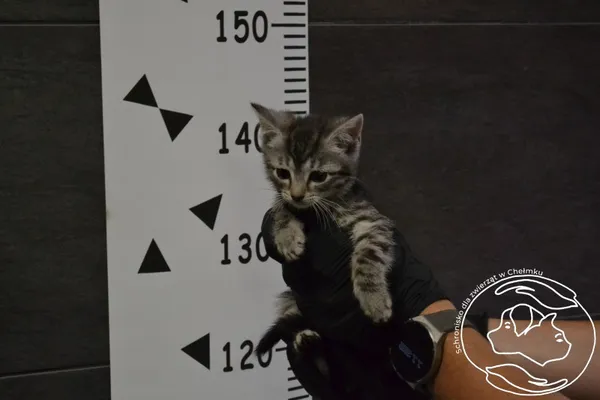 Znaleziono kota, Chełmek, 21 czerwca 2024