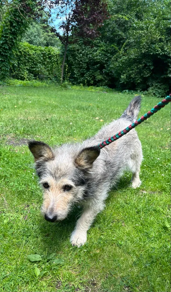 Pies do adopcji, Włocławek, 19 czerwca 2024 (2/3)