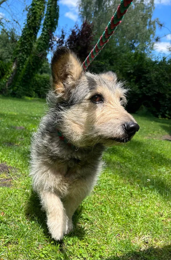 Pies do adopcji, Włocławek, 19 czerwca 2024 (3/3)