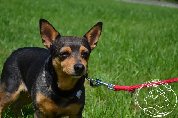 Znaleziono psa, Chełmek, 31 maja 2024