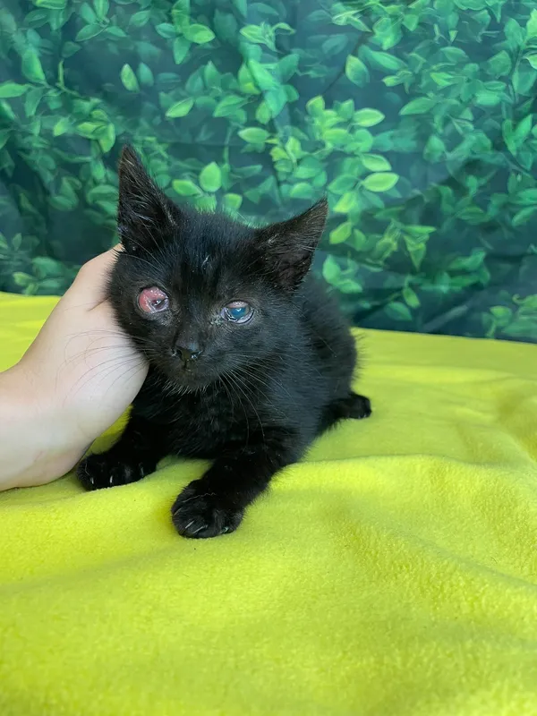 Kot do adopcji, Kielce, 21 czerwca 2024