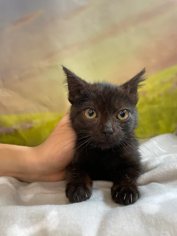 Kot do adopcji, Kielce, 27 lipca 2024