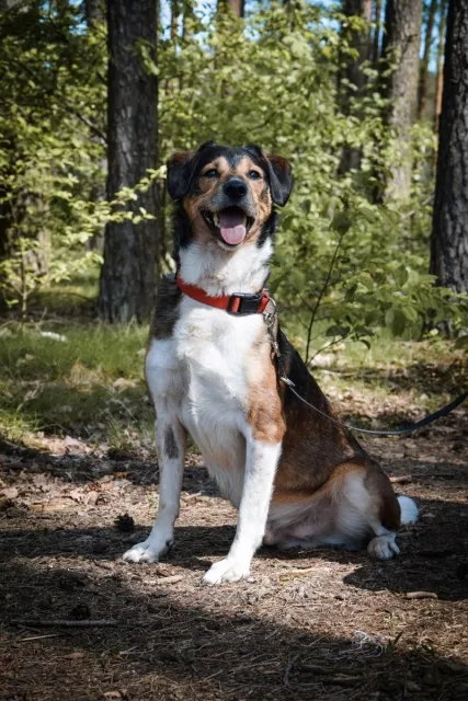 Pies do adopcji, Piła, 27 marca 2024 (2/5)