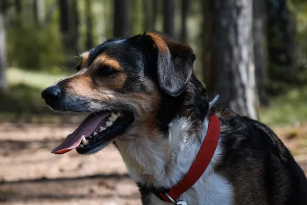 Pies do adopcji, Piła, 27 marca 2024 (3/5)