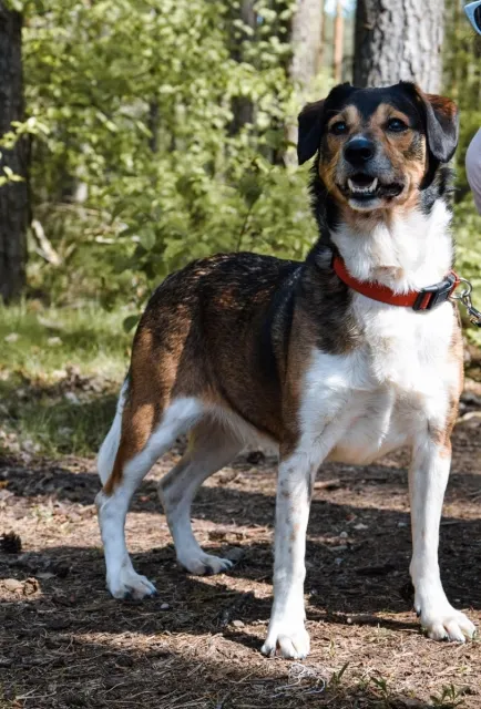 Pies do adopcji, Piła, 27 marca 2024 (4/5)