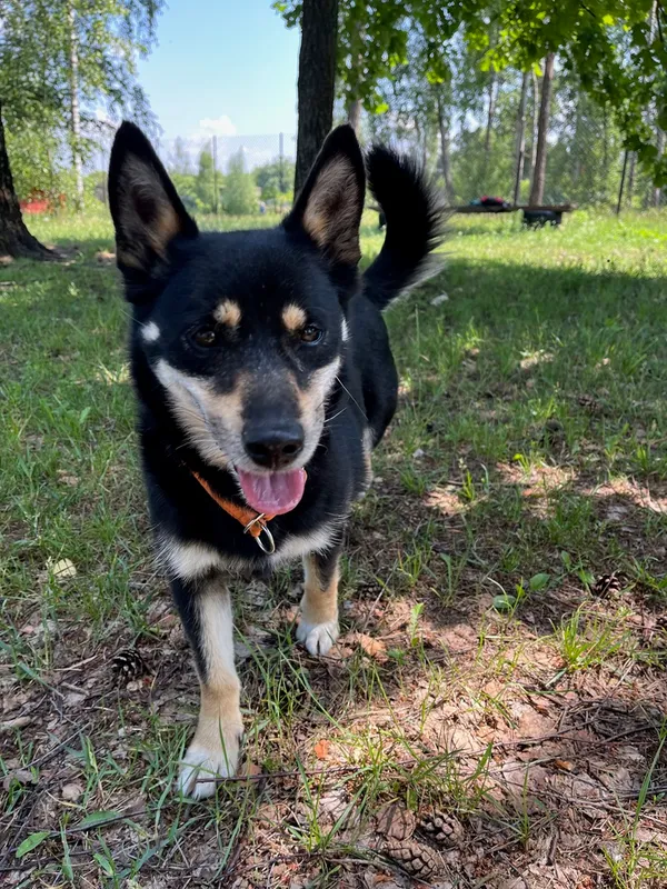 Pies do adopcji, Korabiewice, 21 czerwca 2024 (1/4)