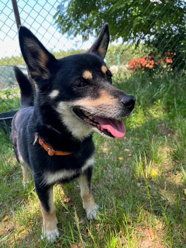 Pies do adopcji, Korabiewice, 21 czerwca 2024 (3/4)