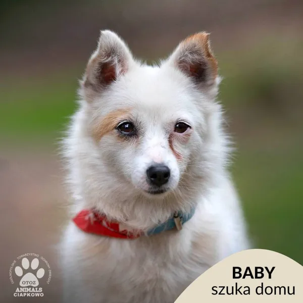 Pies do adopcji, Gdynia, 21 czerwca 2024 (1/4)