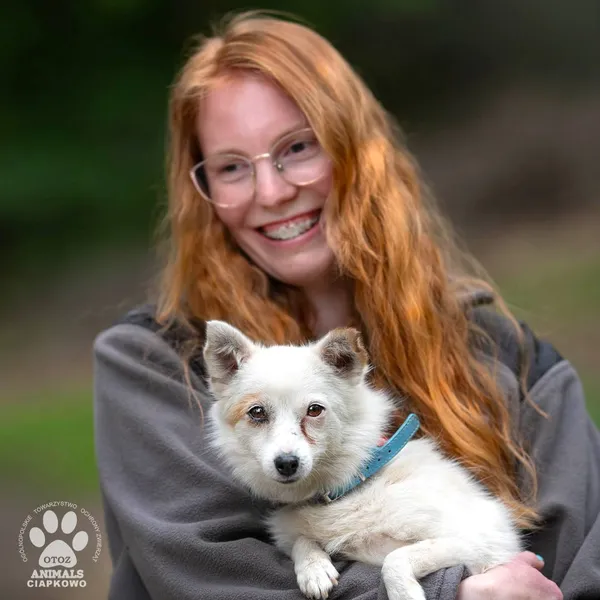 Pies do adopcji, Gdynia, 21 czerwca 2024 (2/4)