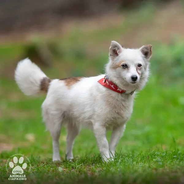 Pies do adopcji, Gdynia, 21 czerwca 2024 (3/4)