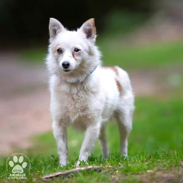 Pies do adopcji, Gdynia, 21 czerwca 2024 (4/4)