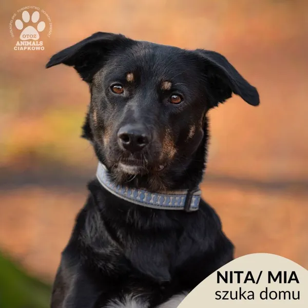 Pies do adopcji, Gdynia, 21 czerwca 2024 (1/4)