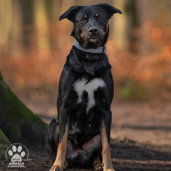 Pies do adopcji, Gdynia, 21 czerwca 2024 (2/4)