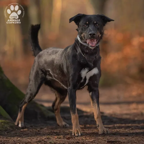 Pies do adopcji, Gdynia, 21 czerwca 2024 (3/4)