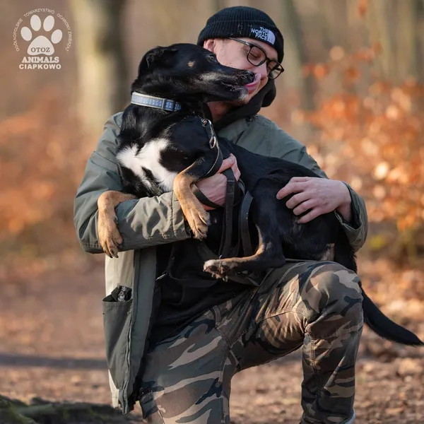 Pies do adopcji, Gdynia, 21 czerwca 2024 (4/4)