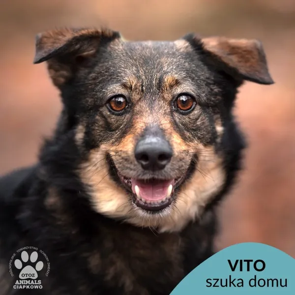 Pies do adopcji, Gdynia, 21 czerwca 2024 (1/4)