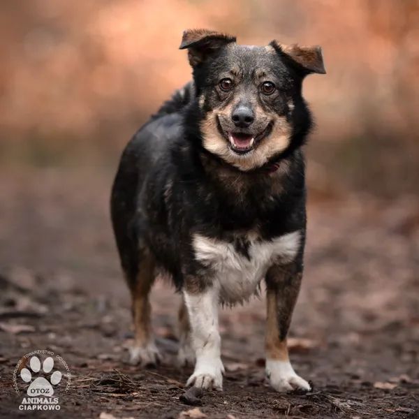 Pies do adopcji, Gdynia, 21 czerwca 2024 (2/4)