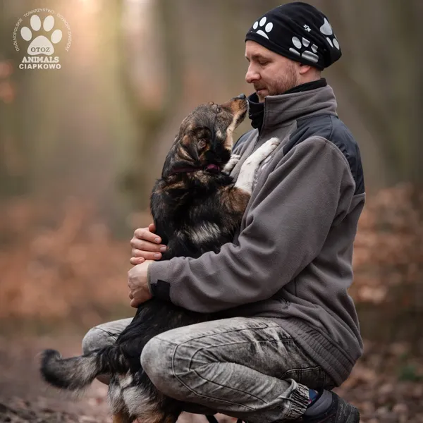 Pies do adopcji, Gdynia, 21 czerwca 2024 (3/4)