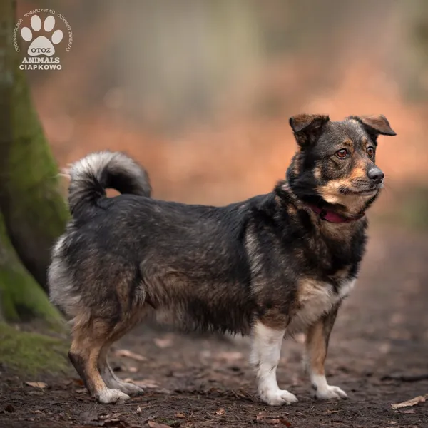 Pies do adopcji, Gdynia, 21 czerwca 2024 (4/4)