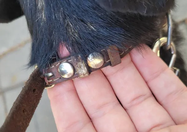 Znaleziono psa, Łódź, 20 czerwca 2024 (1/3)