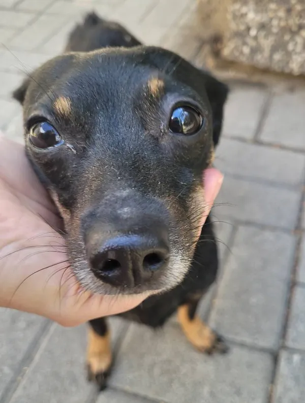 Znaleziono psa, Łódź, 20 czerwca 2024 (2/3)