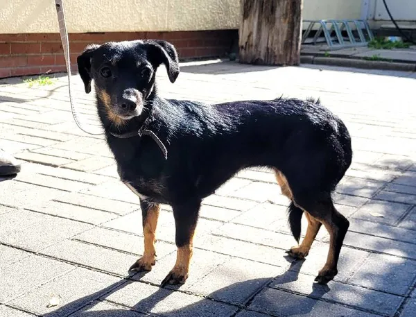 Znaleziono psa, Łódź, 20 czerwca 2024 (3/3)