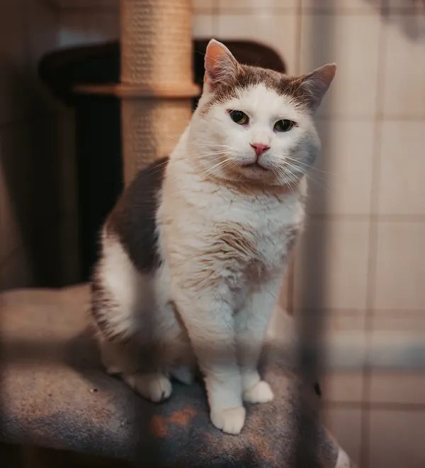 Kot do adopcji, Częstochowa, 23 kwietnia 2024 (1/5)