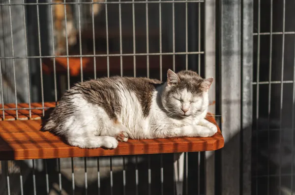 Kot do adopcji, Częstochowa, 23 kwietnia 2024 (2/5)