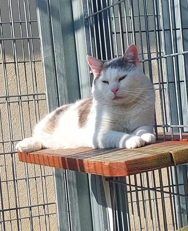 Kot do adopcji, Częstochowa, 23 kwietnia 2024 (3/5)