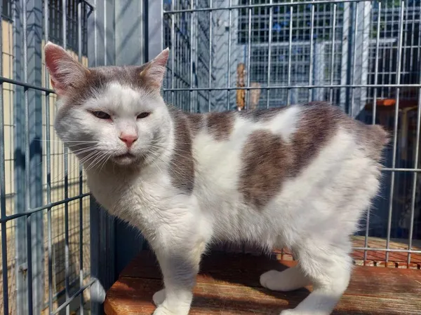 Kot do adopcji, Częstochowa, 23 kwietnia 2024 (4/5)