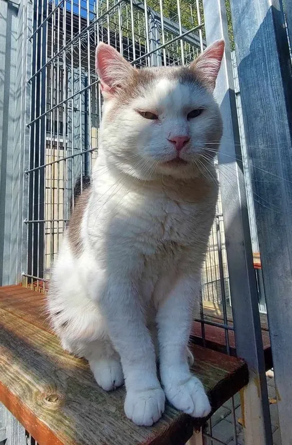 Kot do adopcji, Częstochowa, 23 kwietnia 2024 (5/5)